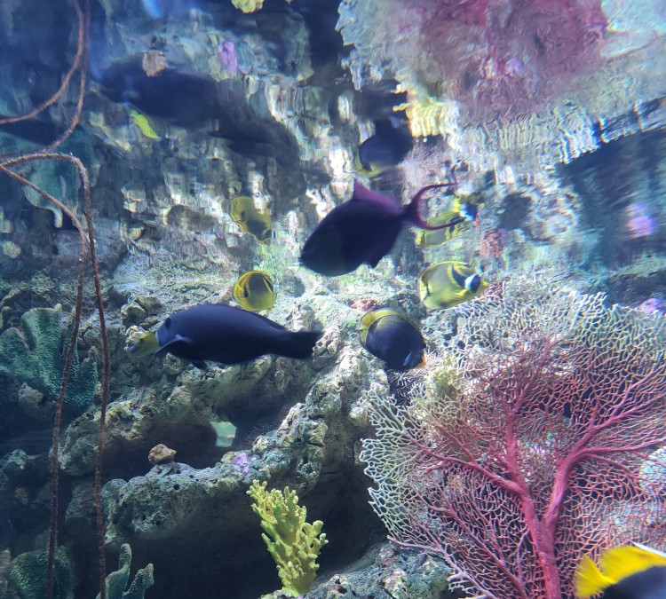 Aquarium of the Pacific (Long&nbspBeach,&nbspCA)